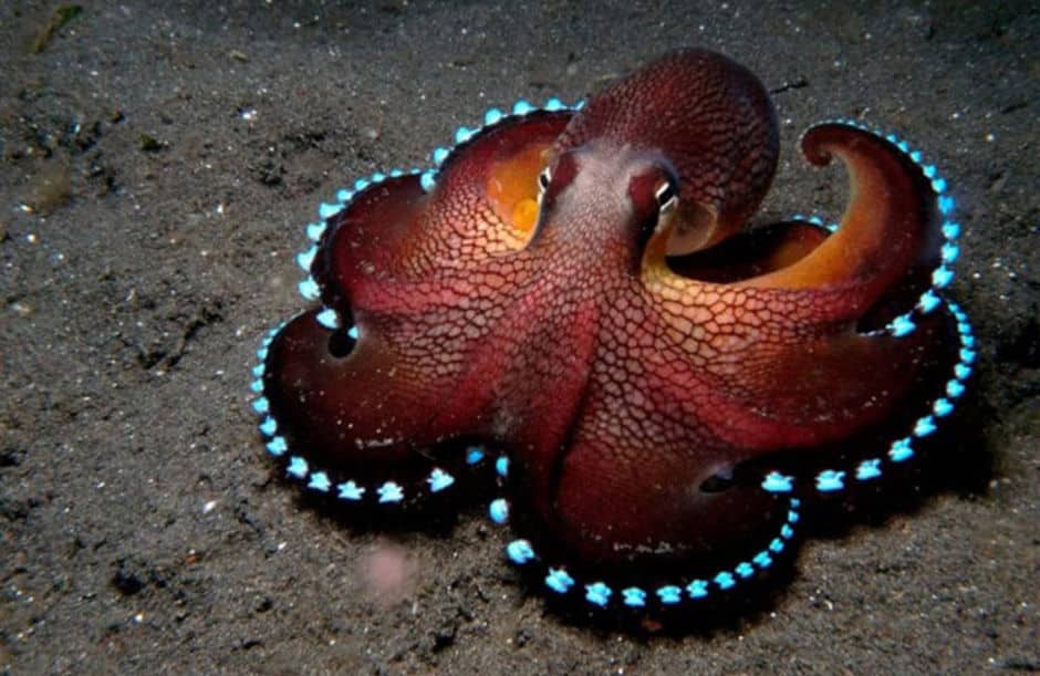 Stauroteuthis syrtensis, also known as the glowing sucker octopus or bioluminescent octopus (image source)
